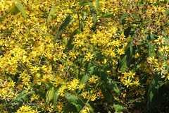 Senecio scandens